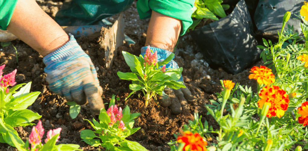 Les meilleures plantes pour un jardin éblouissant : Conseils d'un paysagiste